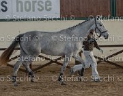 Clara del Buttasella TosTour2013- S5 3054 : Arezzo, Arezzo Equestrian Centre, Cavalli d'Italia, Clara del Buttasella, Toscana Tour 2013, foto di Stefano Secchi ©